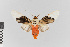  (Ischnognatha nr. leucapera - EcEs-Lep-00541)  @11 [ ] copyright (2024) Gunnar Brehm Friedrich-Schiller-University Jena