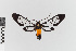  (Cosmosoma stilbosticta - EcEs-Lep-00009)  @11 [ ] copyright (2024) Gunnar Brehm Friedrich-Schiller-University Jena
