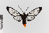  ( - EcEs-Lep-00012)  @11 [ ] copyright (2024) Gunnar Brehm Friedrich-Schiller-University Jena
