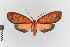  (Pitane fervens gr - EcEs-Lep-00014)  @11 [ ] copyright (2024) Gunnar Brehm Friedrich-Schiller-University Jena