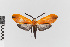  (Correbidia calopteridia gr - EcEs-Lep-00015)  @11 [ ] copyright (2024) Gunnar Brehm Friedrich-Schiller-University Jena