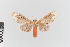  ( - EcEs-Lep-00020)  @11 [ ] copyright (2024) Gunnar Brehm Friedrich-Schiller-University Jena