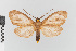  (Tricypha imperialis gr - EcEs-Lep-00030)  @11 [ ] copyright (2024) Gunnar Brehm Friedrich-Schiller-University Jena