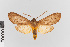  (Elysius nr. disciplaga - EcEs-Lep-00047)  @11 [ ] copyright (2024) Gunnar Brehm Friedrich-Schiller-University Jena