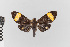  ( - EcEs-Lep-00048)  @11 [ ] copyright (2024) Gunnar Brehm Friedrich-Schiller-University Jena