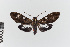  ( - EcEs-Lep-00050)  @11 [ ] copyright (2024) Gunnar Brehm Friedrich-Schiller-University Jena
