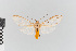  (Agaraea semivitrea_group - EcEs-Lep-00055)  @11 [ ] copyright (2024) Gunnar Brehm Friedrich-Schiller-University Jena