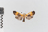  ( - EcEs-Lep-00058)  @11 [ ] copyright (2024) Gunnar Brehm Friedrich-Schiller-University Jena