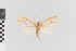  (Agaraea nr. minuta - EcEs-Lep-00068)  @11 [ ] copyright (2024) Gunnar Brehm Friedrich-Schiller-University Jena