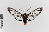  ( - EcEs-Lep-00074)  @11 [ ] copyright (2024) Gunnar Brehm Friedrich-Schiller-University Jena