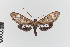  ( - EcEs-Lep-00075)  @11 [ ] copyright (2024) Gunnar Brehm Friedrich-Schiller-University Jena