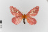  ( - EcEs-Lep-00080)  @11 [ ] copyright (2024) Gunnar Brehm Friedrich-Schiller-University Jena