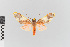 (Trichromia nr. amelia - EcEs-Lep-00097)  @11 [ ] copyright (2024) Gunnar Brehm Friedrich-Schiller-University Jena