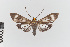  ( - EcEs-Lep-00099)  @11 [ ] copyright (2024) Gunnar Brehm Friedrich-Schiller-University Jena