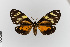  (Chetone pyste - EcEs-Lep-00105)  @11 [ ] copyright (2024) Gunnar Brehm Friedrich-Schiller-University Jena