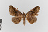  (Pero detractaria - EcEs-Lep-00116)  @11 [ ] copyright (2024) Gunnar Brehm Friedrich-Schiller-University Jena