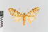  (Baritius nr. eleuthera - EcEs-Lep-00139)  @11 [ ] copyright (2024) Gunnar Brehm Friedrich-Schiller-University Jena