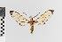  (Sphecosoma stratiotes - EcEs-Lep-00140)  @11 [ ] copyright (2024) Gunnar Brehm Friedrich-Schiller-University Jena