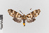  ( - EcEs-Lep-00142)  @11 [ ] copyright (2024) Gunnar Brehm Friedrich-Schiller-University Jena