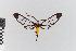  ( - EcEs-Lep-00149)  @11 [ ] copyright (2024) Gunnar Brehm Friedrich-Schiller-University Jena