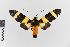 (Viviennea momyra - EcEs-Lep-00176a)  @11 [ ] copyright (2024) Gunnar Brehm Friedrich-Schiller-University Jena
