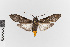  ( - EcEs-Lep-00178a)  @11 [ ] copyright (2024) Gunnar Brehm Friedrich-Schiller-University Jena