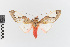  (Bertholdia specularis_group - EcEs-Lep-00184)  @11 [ ] copyright (2024) Gunnar Brehm Friedrich-Schiller-University Jena