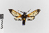  (Sarosa lutibasis - EcEs-Lep-00187)  @11 [ ] copyright (2024) Gunnar Brehm Friedrich-Schiller-University Jena