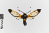  ( - EcEs-Lep-00196)  @11 [ ] copyright (2024) Gunnar Brehm Friedrich-Schiller-University Jena