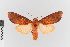  ( - EcEs-Lep-00198)  @11 [ ] copyright (2024) Gunnar Brehm Friedrich-Schiller-University Jena