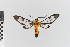  ( - EcEs-Lep-00199)  @11 [ ] copyright (2024) Gunnar Brehm Friedrich-Schiller-University Jena