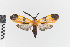  ( - EcEs-Lep-00211)  @11 [ ] copyright (2024) Gunnar Brehm Friedrich-Schiller-University Jena