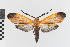  (Correbidia calopteridia_group - EcEs-Lep-00219)  @11 [ ] copyright (2024) Gunnar Brehm Friedrich-Schiller-University Jena