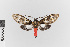  (Cramerius - EcEs-Lep-00220)  @11 [ ] copyright (2024) Gunnar Brehm Friedrich-Schiller-University Jena