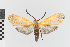  ( - EcEs-Lep-00221)  @11 [ ] copyright (2024) Gunnar Brehm Friedrich-Schiller-University Jena