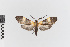  ( - EcEs-Lep-00234)  @11 [ ] copyright (2024) Gunnar Brehm Friedrich-Schiller-University Jena