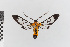  ( - EcEs-Lep-00246)  @11 [ ] copyright (2024) Gunnar Brehm Friedrich-Schiller-University Jena