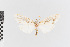 ( - EcEs-Lep-00249)  @11 [ ] copyright (2024) Gunnar Brehm Friedrich-Schiller-University Jena