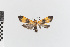  (Lycomorphodes nr. correbioides - EcEs-Lep-00251)  @11 [ ] copyright (2024) Gunnar Brehm Friedrich-Schiller-University Jena