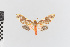  (Trichromia nr. metachryseis - EcEs-Lep-00254)  @11 [ ] copyright (2024) Gunnar Brehm Friedrich-Schiller-University Jena