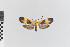  ( - EcEs-Lep-00259)  @11 [ ] copyright (2024) Gunnar Brehm Friedrich-Schiller-University Jena