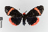  ( - EcEs-Lep-00265)  @11 [ ] copyright (2024) Gunnar Brehm Friedrich-Schiller-University Jena