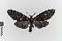  (Gardinia nr. magnifica - EcEs-Lep-00278)  @11 [ ] copyright (2024) Gunnar Brehm Friedrich-Schiller-University Jena