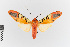  (Gorgonidia buckleyi_group - EcEs-Lep-00281)  @11 [ ] copyright (2024) Gunnar Brehm Friedrich-Schiller-University Jena