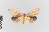  ( - EcEs-Lep-00292)  @11 [ ] copyright (2024) Gunnar Brehm Friedrich-Schiller-University Jena