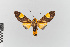  (Amphelarctia priscilla_group - EcEs-Lep-00293)  @11 [ ] copyright (2024) Gunnar Brehm Friedrich-Schiller-University Jena