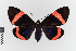  (Hypocrita variabilis - EcEs-Lep-00303)  @11 [ ] copyright (2024) Gunnar Brehm Friedrich-Schiller-University Jena