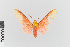  (Evius nr. cochenouri - EcEs-Lep-00312)  @11 [ ] copyright (2024) Gunnar Brehm Friedrich-Schiller-University Jena