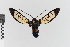  (Pseudosphenoptera - EcEs-Lep-00318)  @11 [ ] copyright (2024) Gunnar Brehm Friedrich-Schiller-University Jena