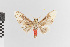  ( - EcEs-Lep-00349)  @11 [ ] copyright (2024) Gunnar Brehm Friedrich-Schiller-University Jena